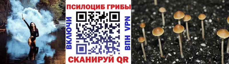 Псилоцибиновые грибы мицелий  Купить  Новохопёрск 
